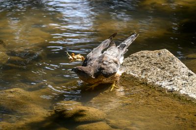 Taking a dip