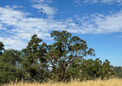 A kettle of Turkey Vultures