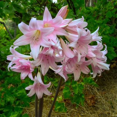 Amaryllis Belladonna