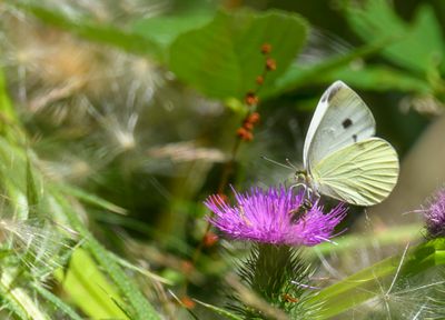 Cabbage White