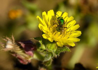 Green halictid