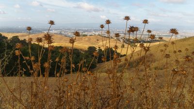 Dried Thistle view 