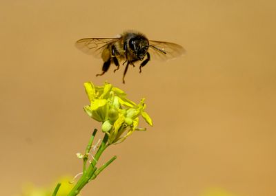 Some Bee action