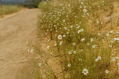 Hayfield Tarweed