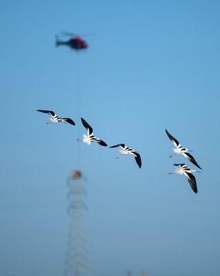 Avocets