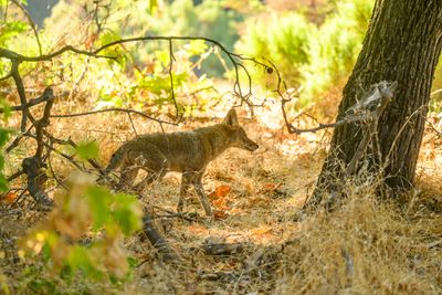 A Coyote