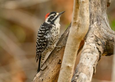 Nuttall's Woodpecker