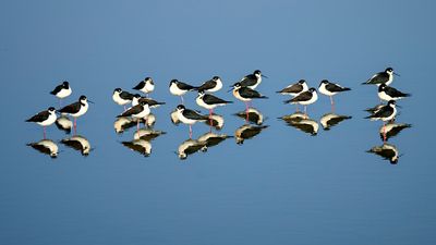 Black-necked Stilts