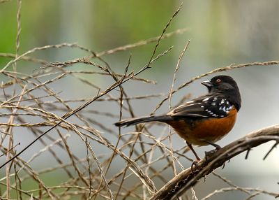 Spotted Towhee