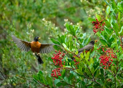 Berry picking Robins