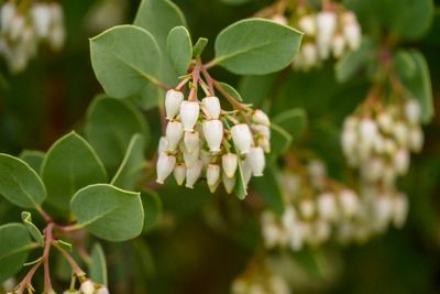 Manzanita flowers