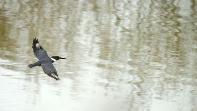 Belted Kingfisher