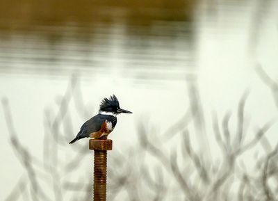 Belted Kingfisher