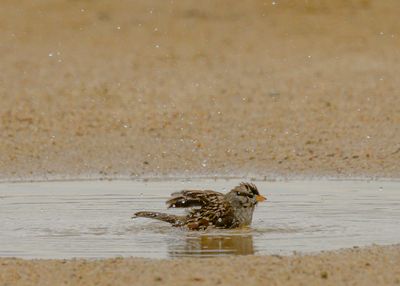 White-crowned Sparrow