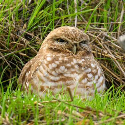 A Burrowed Owl