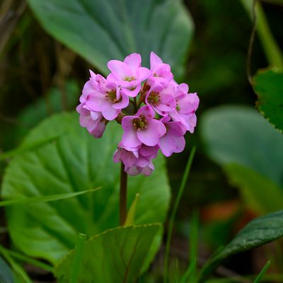 Bergenia