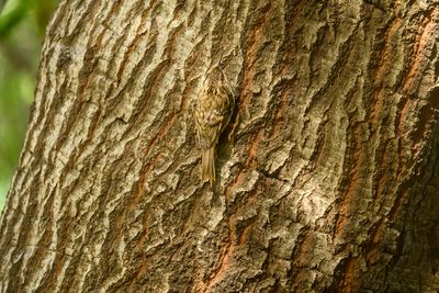 Tree Creeper