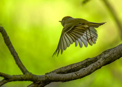 Ruby-crowned kinglet