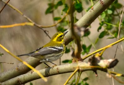 Townsends Warbler