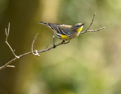 Yellow-rumped Warbler