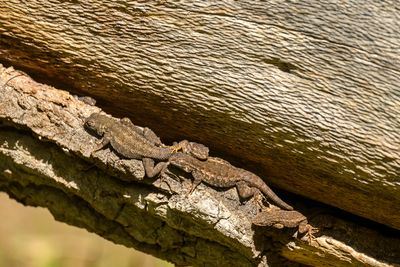 Sunbathing family