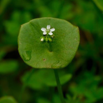 Miners Lettuce