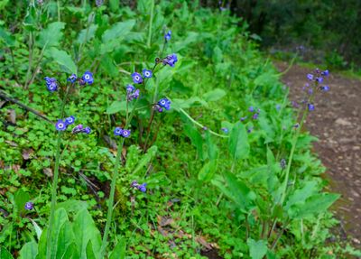 Hound's tongue wildflowers