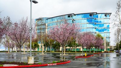 Flowering Plum Trees