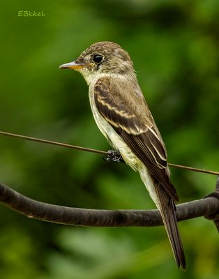 Bird on a Wire