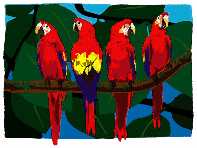 Scarlet Macaws