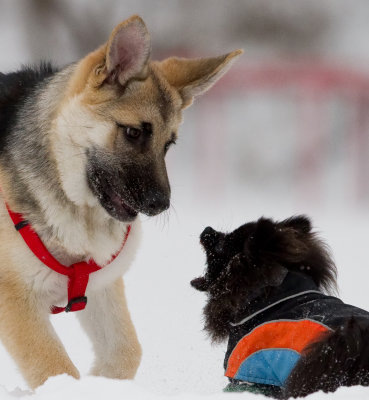 Snow Dogs