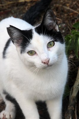 Cats of Nerja