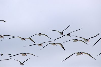 skimmers flying