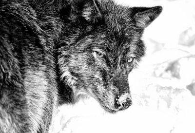 Wolves 06 BW