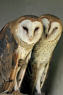 Barn Owls