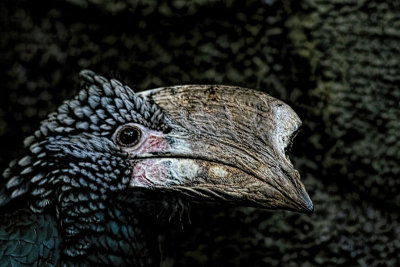 Silvery Cheeked Hornbill 