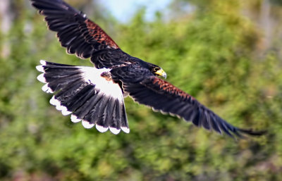 Harris Hawk 