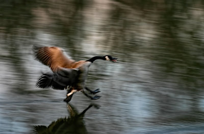 Rough Landing 