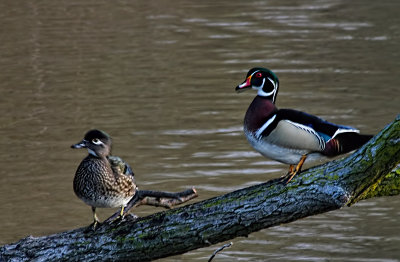 Wood Ducks 