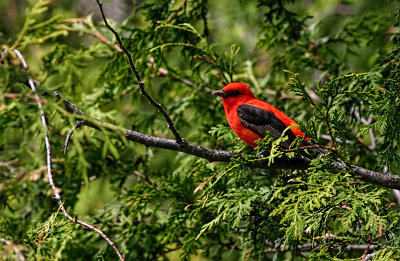 Scarlet Tanager 