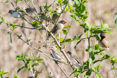 Red-billed Quelea (Quelea quelea)