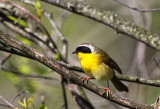 Common Yellowthroat 2  