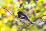 American Redstart 2 