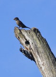 Birds on a Stump  