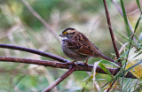 White-throated Sparrow 