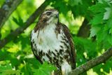 Red-tailed Hawk  