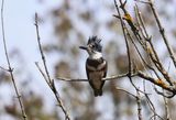 Belted Kingfisher  