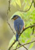 Eastern Bluebird 