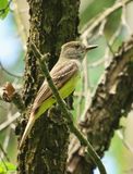 Great Crested Flycatcher (F)