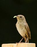 House Wren 